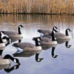 Rogue Series Floating Goose Decoys - 6 Pack