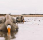 Lightweight HydroFoam Specklebelly Goose Decoys