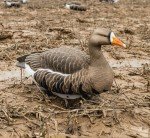 Lightweight HydroFoam Specklebelly Goose Decoys