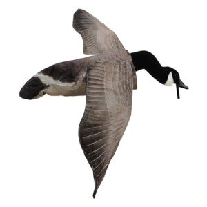 Flying Canada Goose Decoy by White Rock Decoys