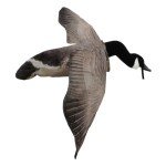 Flying Canada Goose Decoy by White Rock Decoys