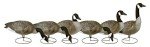 Flambeau 6-Pack Canada Goose Decoys Flocked Heads