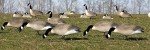 Flambeau 6-Pack Canada Goose Decoys Flocked Heads