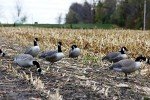 Flambeau 6-Pack Canada Goose Decoys Flocked Heads
