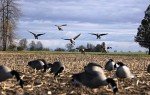 Flambeau 6-Pack Canada Goose Decoys Flocked Heads