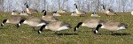 Flambeau 6-Pack Canada Goose Decoys Flocked Heads