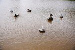 MOJO Flock A Flicker 2 Duck Decoys - 4 Pack