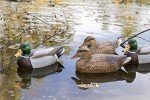 Flambeau Classic Mallard Decoys - 6 Pack