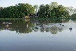 MOJO Flock A Flicker 2 Duck Decoys - 4 Pack