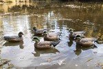 Siffleur HD Uvision Decoys - Set of 6