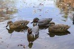 Flambeau 6-Pack Green-Winged Teal Floaters Decoys