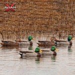 Avian X Top Flight Open Water Mallard Decoys