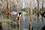 Mojo Outdoors Baby Drake Decoy with Magnetic Wings