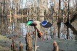 Mojo Outdoors Baby Drake Decoy with Magnetic Wings