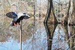 Mojo Elite Mini Mallard Drake Decoy