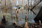 Mojo Outdoors Baby Drake Decoy with Magnetic Wings