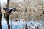 Mojo Elite Mini Mallard Drake Decoy