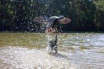 MOJO Outdoors Triple Whammy Waterfowl Motion Device