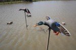 Mojo Elite Mini Mallard Drake Decoy