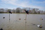 Mojo Elite Mini Mallard Drake Decoy