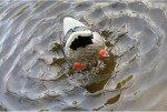 MOJO Outdoors Mallard Butt Up Rippler