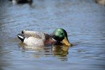 Higdon XS Battleship Mallard Drake Decoy