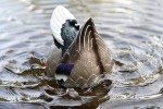 MOJO Outdoors Mallard Butt Up Rippler