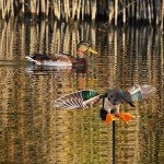 Remote-Controlled Spinning Wing Duck Decoy