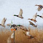 Remote-Controlled Spinning Wing Duck Decoy