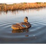 Avian-X Power Shaker Mallard Hen Preener