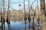 Mojo Outdoor Extension Pole for Waterfowl Hunting