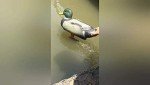 Universal Drive Motor for Waterfowl Decoys