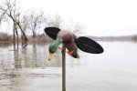 MOJO Outdoors Lifelike Mallard Lite Duck Decoy