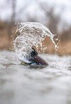 Lucky Duck HDI Motion Decoy System