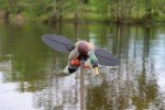 MOJO Outdoors Lifelike Mallard Lite Duck Decoy