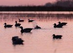 Lucky Duck HDI Motion Decoy System