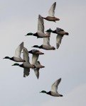 Primos 805 Mallard Duck Call - Single Reed