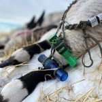 Legend Calls LXM Mallard Duck Call with Insulating Band