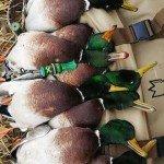 Legend Calls LXM Mallard Duck Call with Insulating Band