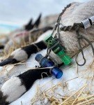 Legend Calls LXC Blue Goose Call with Insulation