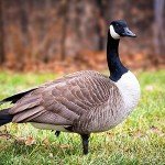 Haydel's H-81 AMZ Canada Honker Call
