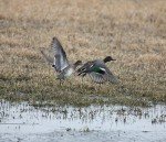 Primos Teal Call - Specialized Duck Hunting Accessory