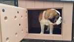 Elevated Insulated Dog House for Upland Birds