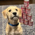 Evangers Classic Canned Puppy Dog Food