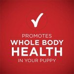Purina One Classic Lamb & Rice Puppy Food 12-Pack