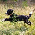 Nature's Recipe Dry Dog Food - Puppy Lamb & Rice
