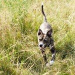 Nature's Recipe Wet Dog Food, Chicken & Salmon