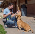 Pro-Training Clicker for Upland Bird Dogs