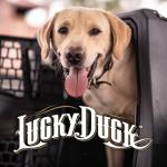 Lucky Dog Intermediate Kennel for Upland Hunting