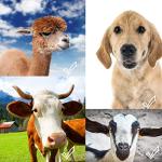 Dog Collar Bell Tracker with ID Tags (2 Sets)